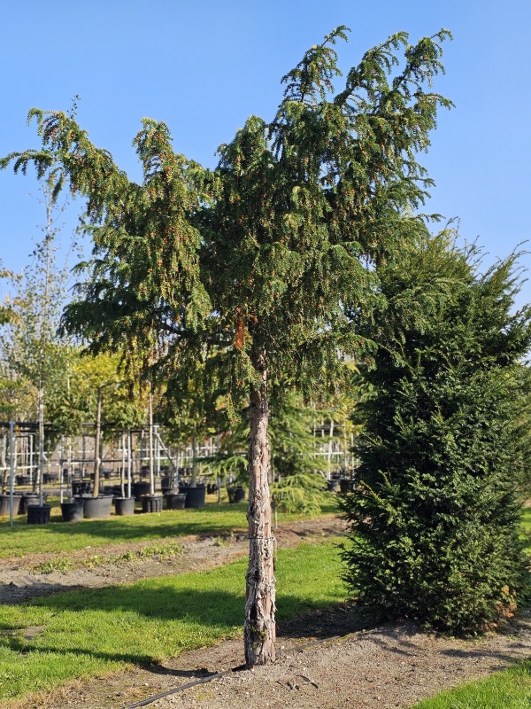 Treurtaxus