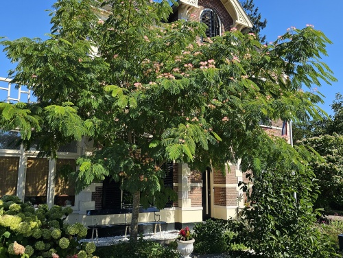 Albizia voor vreugde en troost in uw hart, volgens de Chinezen althans.
