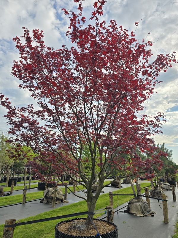 Japanse esdoorn