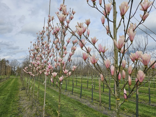 Magnolia 'Heaven Scent',