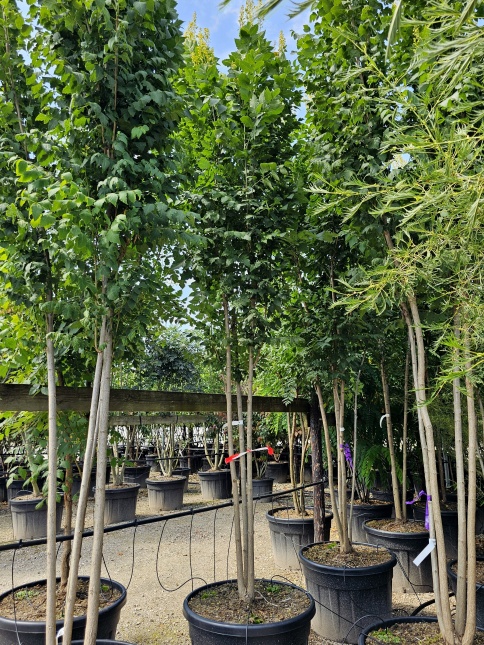 Zuilvormige lampionboom. (Gele zeepboom of Chinese Vernisboom)