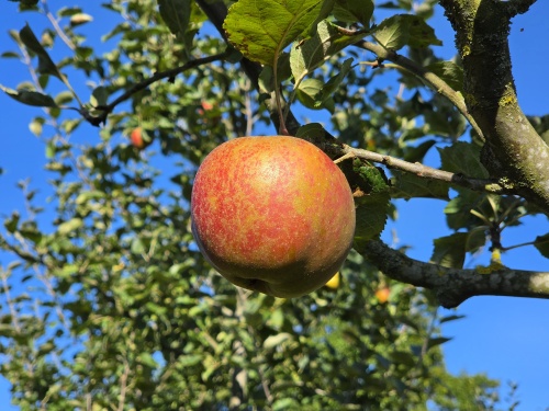 Malus domestica 'Rode Boskoop'