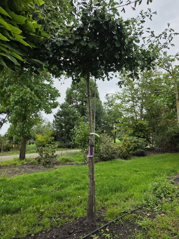 Japanischer Nussbaum als Dachbaum