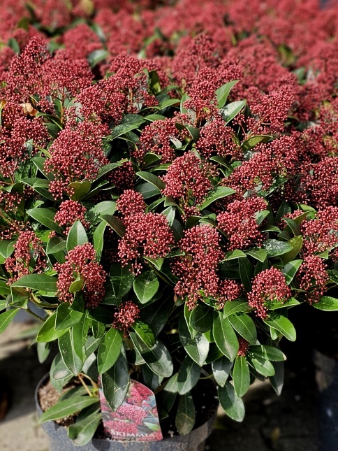 Skimmia japonica 'Rubella' in oktober