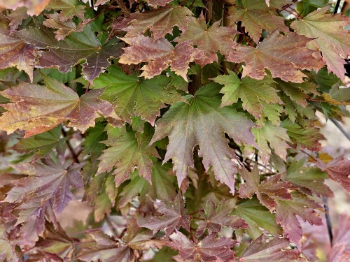 Acer platanoides 'Crimson Sentry' meerstammig blad. mei