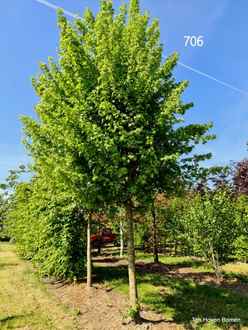 De Veldesdoorn heeft een behoorlijk dichte kroon en geeft dus goed schaduw