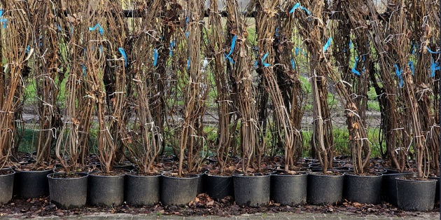 Grote bomen in potten: Kan dat eigenlijk wel en waar moet u op letten?