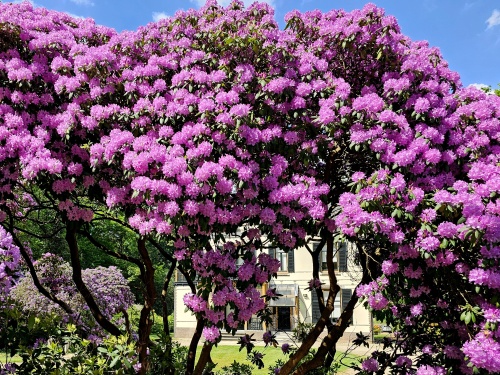 Rododendron 'Catawbiense Grandiflorum'   wolk in parktuin Lochem