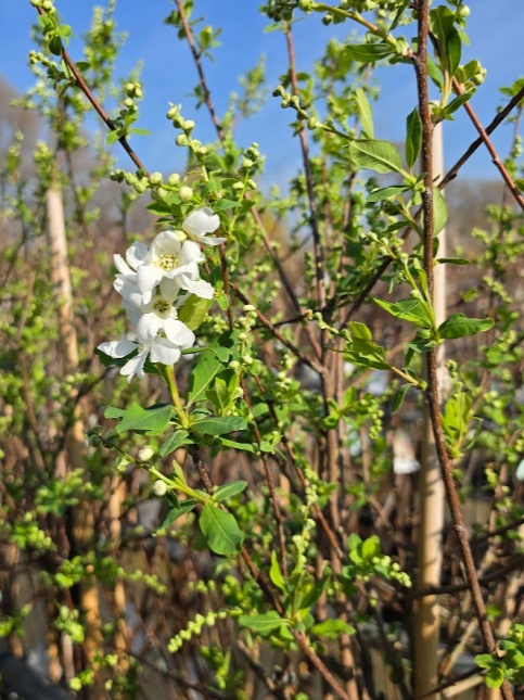 Exochorda x macrantha 'The Bride'