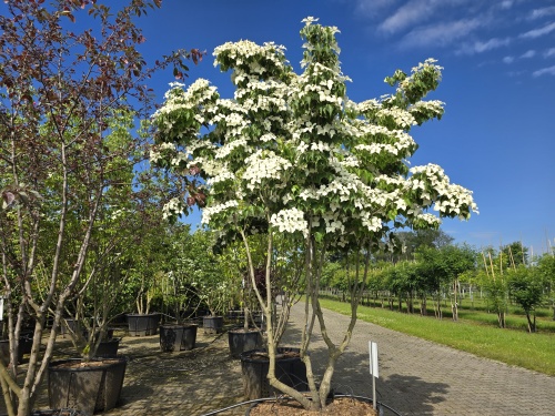 Cornus kousa 'Chinensis' bloeit in juni met diverse groen-wit-roze tinten