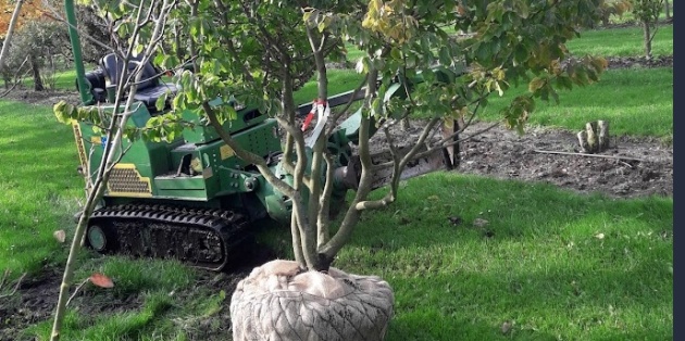 Wie bekommen Bäume einen schönen Wurzelballen?