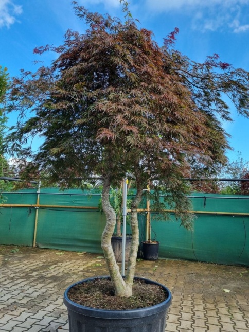 Japanse Esdoorn 'Inaba-shidare'  roodbladig fijn blad in mei