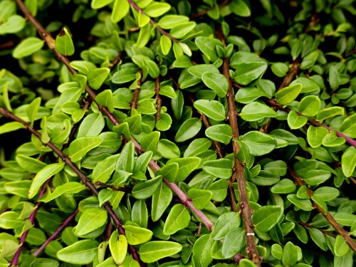 Kamperfoelie 'Maigrun' - vakbeplanting
