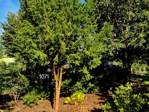 Taxus baccata groepje in park bos sfeer