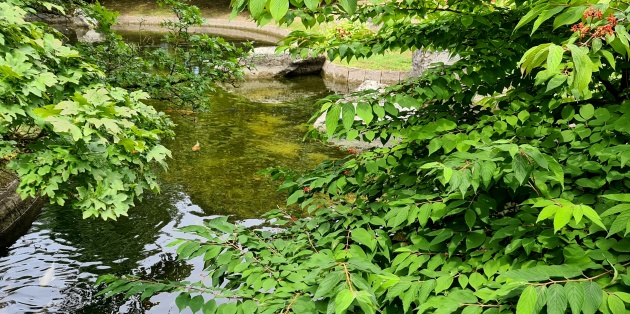 Welke planten passen in een Japanse tuin?
