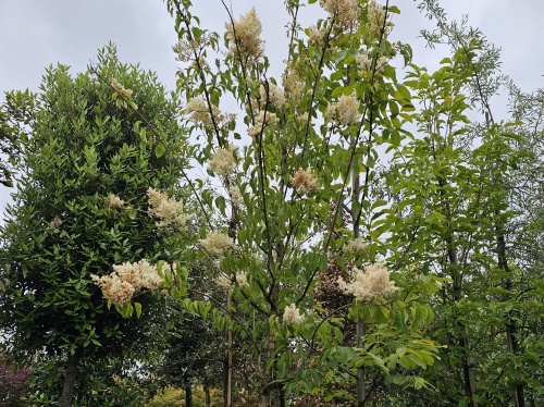Syringa pekinensis 'China Snow' blad en zaden