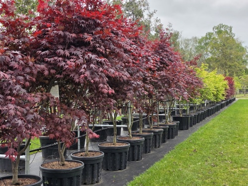 Japanse esdoorn 'Bloodgood' toepassing tuin november 2024