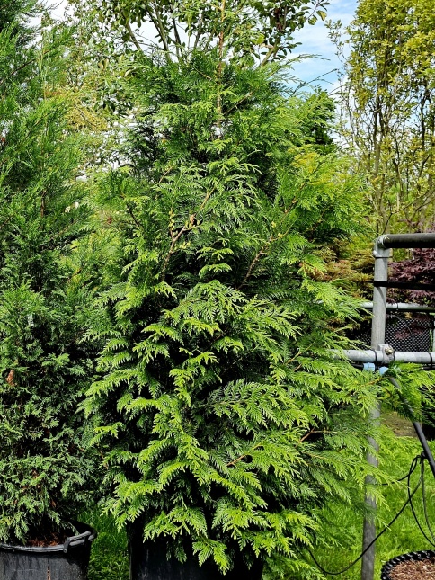 Thuja plicata 'Martin'