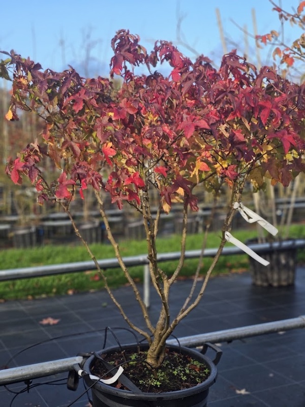 Amberboom meerstammige bolvorm