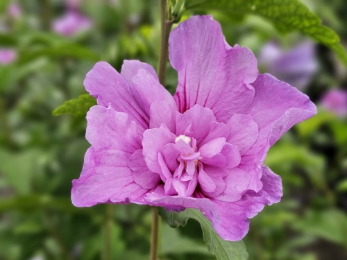 Hibiscus Lavender Chiffon.
