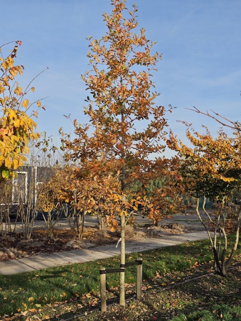 Zwarte tupeloboom 'Wildfire' najaars kleur