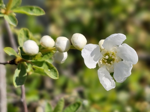 Parelstruik - Exochorda macrantha 'The Bride'