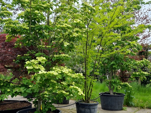 Cornus 'Venus'  grootbloemig en rijkbloeiend.  Topsegment.