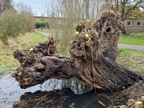 Salix alba zaailing in een Wadi.  nov 2025