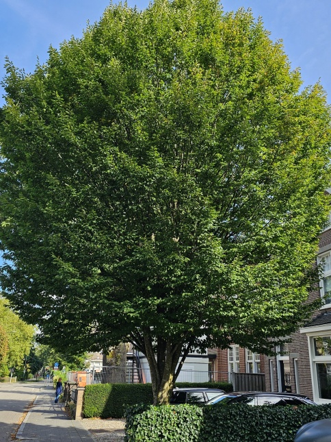 Haagbeuk 'Fastigiata', gesnoeid door boomspecialisten van Ten Hoven Bomen.
