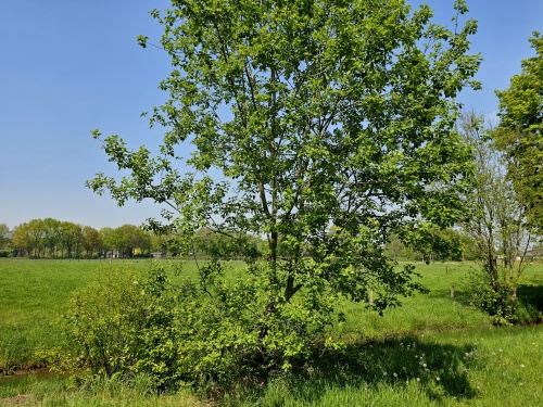 Salix alba  schietwilg