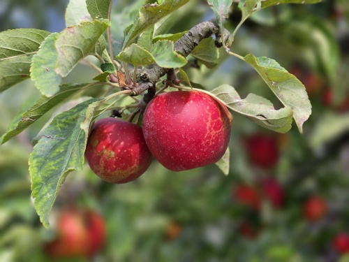 Malus domestica Elstar.  Elstar is een bekende zoet zure handappel.