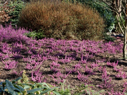 Erica carnea 'Kramer's Rote'.   roodpaarse winterheide
