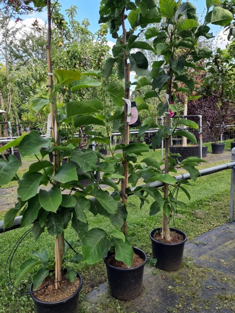 Magnolia 'Felix Jury' bloei 7 april