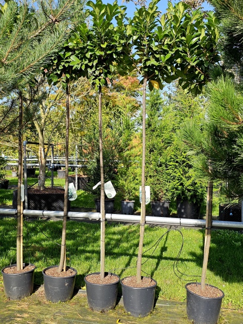Laurierkers 'Etna' met donkergroen blad