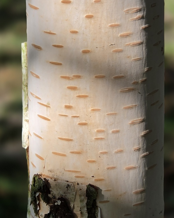 Witte berk