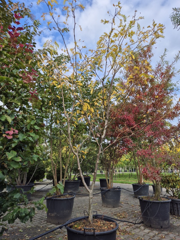 Lederhülsenbaum 'Sunburst'