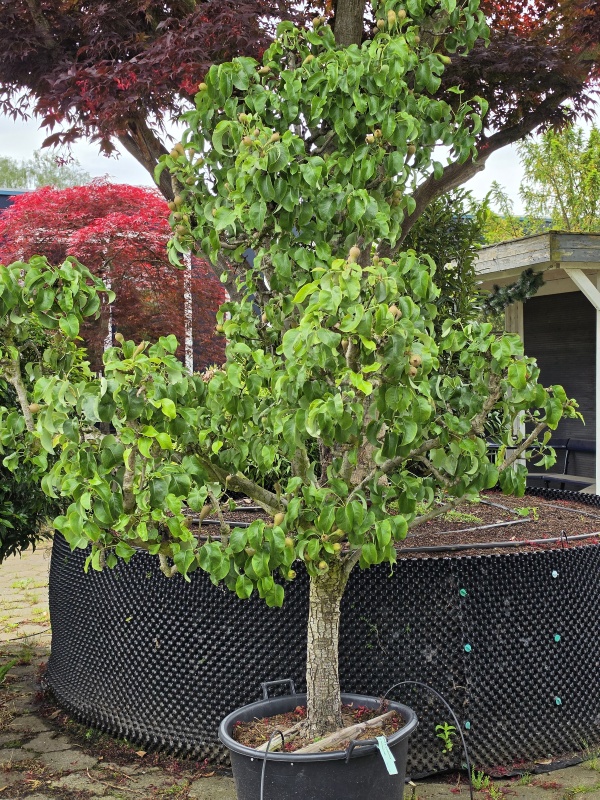 Peer 'Conference'