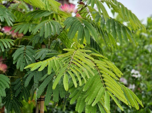 Perzische Slaapboom 'Ombrella' groen blad
