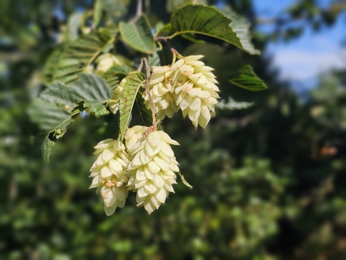 Ostrya carpinifolia Europese hopbeuk bloeit in juni