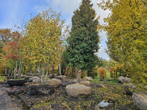 Westerse Levensboom 'Brabant' solitair met kluit