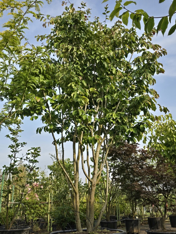 Perzisch IJzerhout