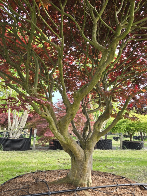 Japanse esdoorn