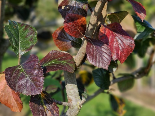 Pruimbladige Meidoorn met donkergroen blad