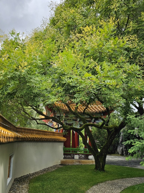 Koelreuteria Paniculata China Garden Zürich