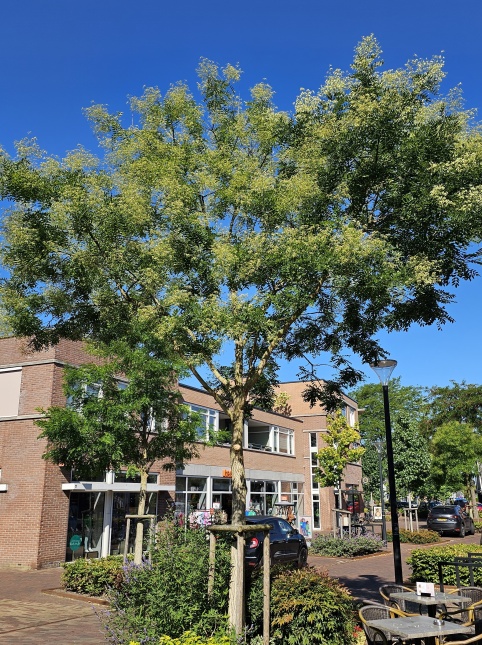 Sophora japonica, Japanse honingboom op een kerkplein.