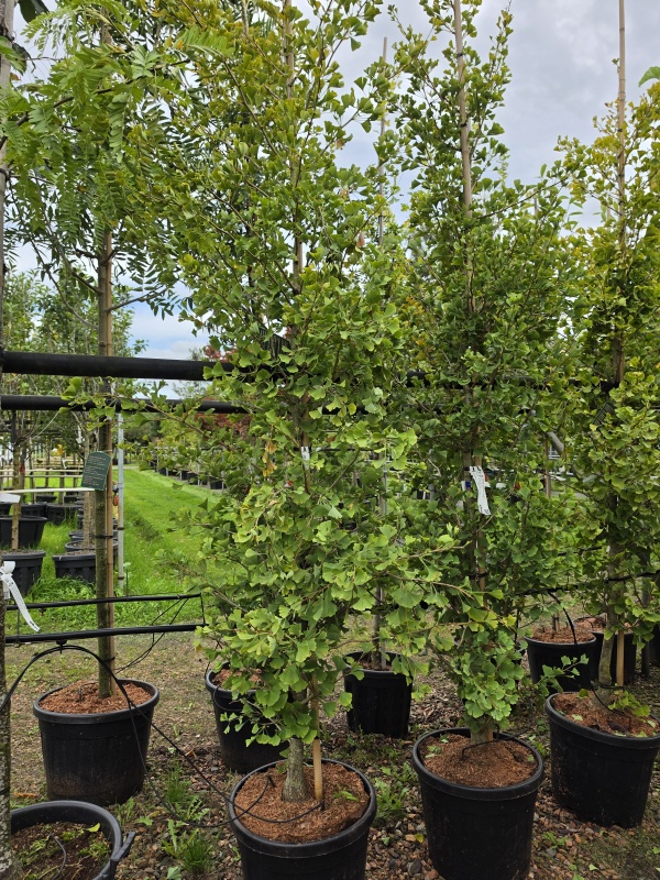 zuilvormige Ginkgo