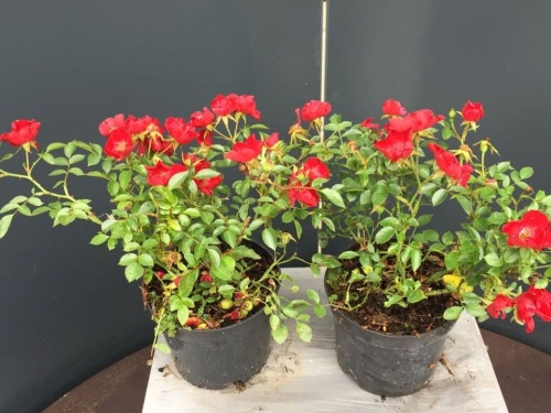 Roos 'Bassino'