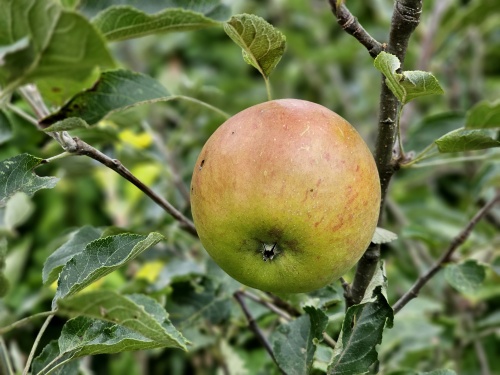 Malus domestica 'Cox d' Orange Pippin' in september is het lekkerst, zo van de boom geplukt