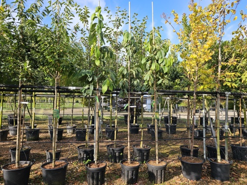Asimina triloba vrucht oktober