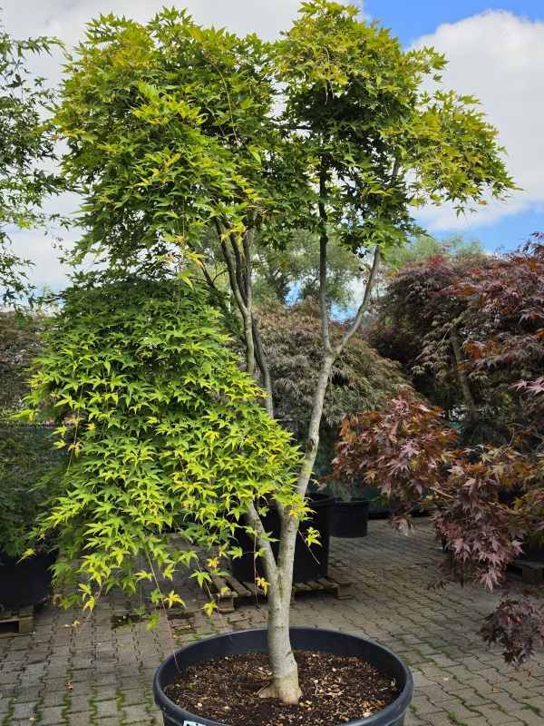 Treurvormige Japanse dwerg esdoorn
